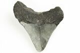 Bargain, Juvenile Megalodon Tooth - North Carolina #190920-1